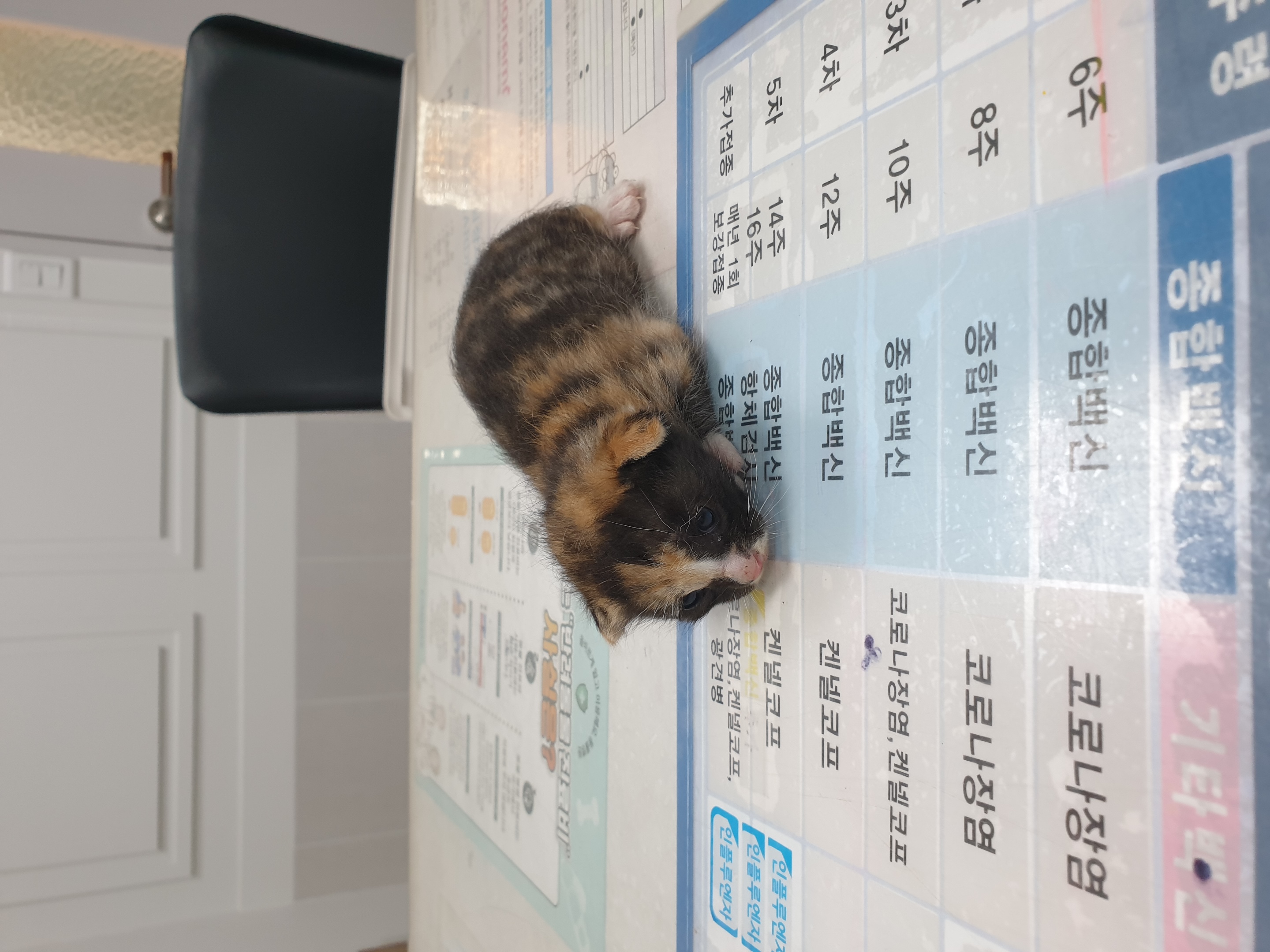 보호중 한국 고양이…